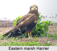Eastern Marsh Harrier, Indian Bird