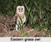 Eastern Grass Owl, Indian Bird