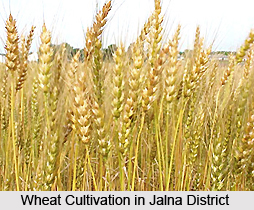 Economy of Jalna District, Maharashtra