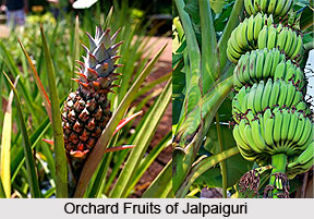 Economy of Jalpaiguri