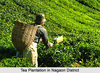 Economy of Nagaon District