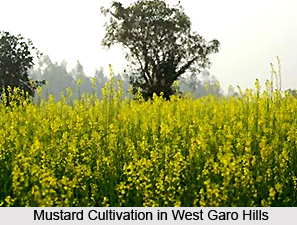 Economy of West Garo Hills District