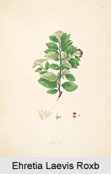 Ehretia Laevis Roxb, Indian Medicinal Plant