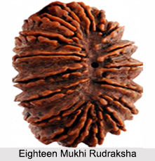 Eighteen Mukhi Rudraksha