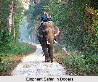Dooars, West Bengal