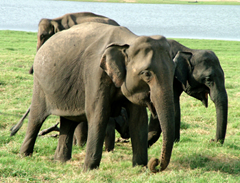 elephant