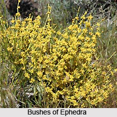 Ephedra, Indian Herb