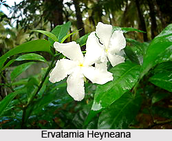 Ervatamia Heyneana, Indian Medicinal Plant