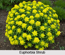 Euphorbia, Indian Herb