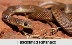Fasciolated Ratsnake