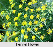 Fennel Oil