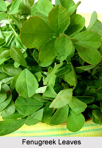 Fenugreek Leaves