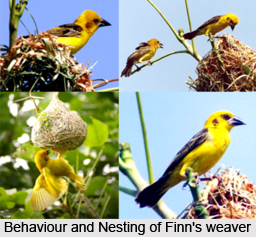 Finn`s Weaver, Indian Bird