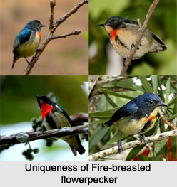 Fire-Breasted Flowerpecker, Indian Bird