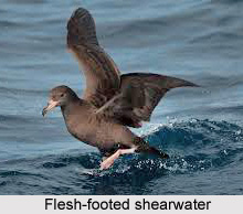 Flesh-Footed Shearwater, Indian Bird