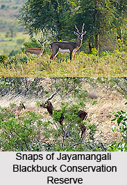 Flora and Fauna of Jayamangali Blackbuck Conservation Reserve