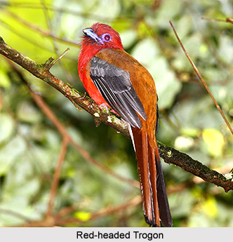 Flora and Fauna of Tirap District