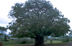 Flora and fauna of Banswara