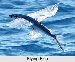 Flying Fish