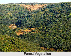 Forest Vegetation in India
