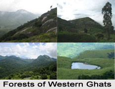 Forest Vegetation in West India
