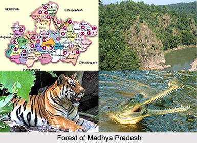 Forests of Madhya Pradesh