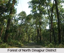 Forestry in North Dinajpur District
