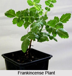 Frankincense Oil