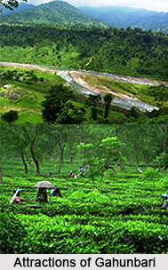 Gahunbari, Dooars, West Bengal
