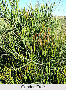 Ganderi, Indian Medicinal Plant