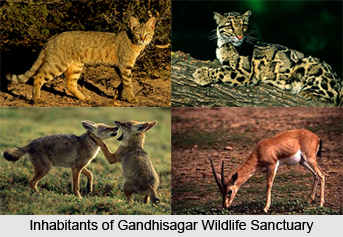 Gandhisagar Wildlife Sanctuary, Mandsaur District, Madhya Pradesh