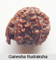 Ganesha Rudraksha