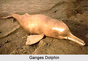 Endangered Species in India