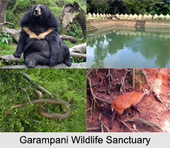 Garampani Wildlife Sanctuary, Assam