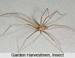Garden Harvestmen, Insect