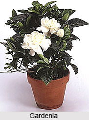 Gardenia , Indian Shrub