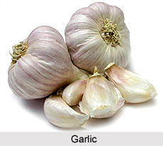 Garlic