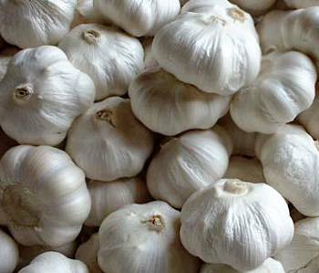 Groundnut
