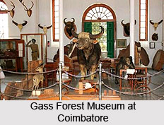 Gass Forest Museum at Coimbatore, Tamil Nadu