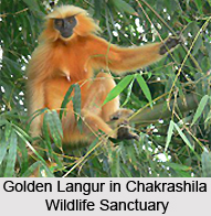 Gauripur, Dhubri, Assam