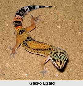Gecko, Lizard