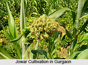 Geography of Gurgaon District