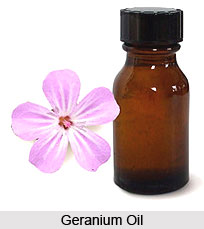 Geranium Oil