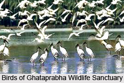Ghataprabha Wildlife Sanctuary, Belgaum district, Karnataka