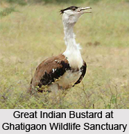 Ghatigaon Wildlife Sanctuary, Gwalior District, Madhya Pradesh
