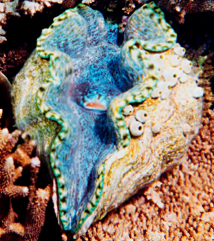 Giant clams