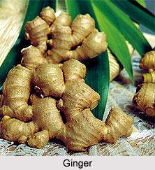 Ginger