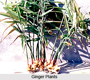 Ginger Plant, Indian Medicinal Plant