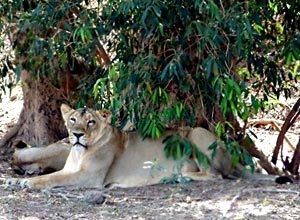 Gir National Park, Gujarat