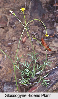 Glossogyne bidens, Indian Medicinal Plant